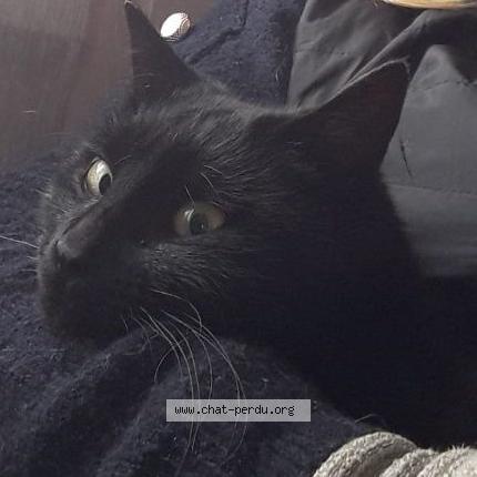 Photo 1/1 Mimi Chat perdu à Saint jean de boiseau