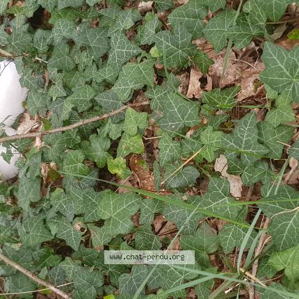 Photo 1/1 Chat trouvé Trouvé à Ingre