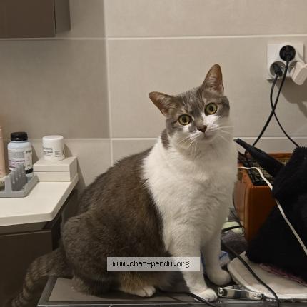 Photo 1/1 Leïa Chat perdu à Nancy
