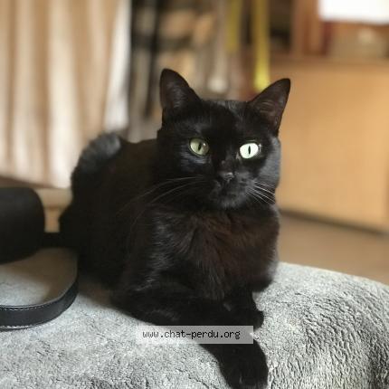 Photo 1/1 Nini Chat perdu à Mazamet