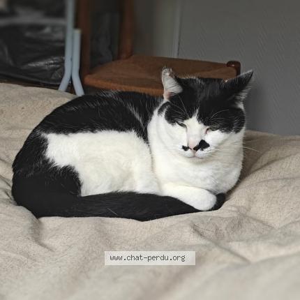 Photo 1/1 Annick Brunet Chat perdu à Creon