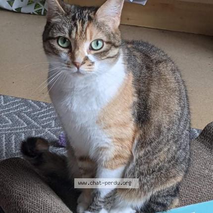 Photo 1/1 Mimi Chat perdu à Setques
