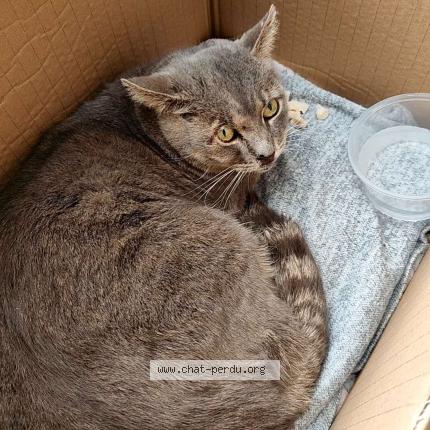 Photo 1/1 Chat trouvé Trouvé à Fleurus