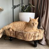 Photo de chat perdu à Lagorce