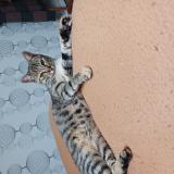 Photo de chat perdu à Lille