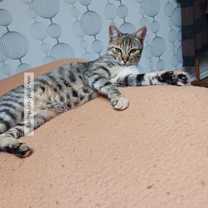 Photo 1/1 Sienna Chat perdu à Lille