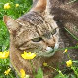 Photo de chat perdu à Lormaison