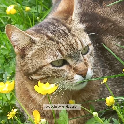 Photo 1/1 Savane répond au nom de Sasa Chat perdu à Lormaison