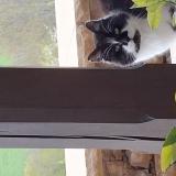 Photo de chat trouvé à Cluny