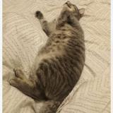 Photo de chat perdu à Laval