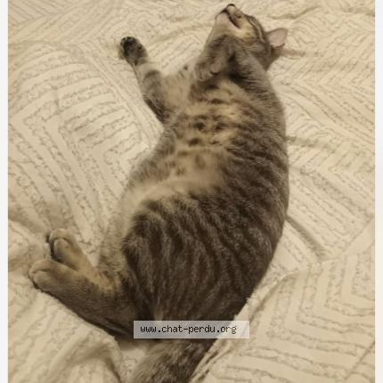 Photo 1/1 Pipou Chat perdu à Laval