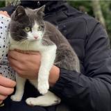 Photo de chat perdu à Pradines