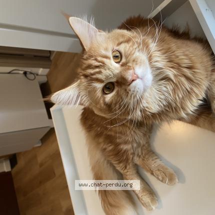 Photo 1/1 Ades Chat perdu à St pierre de riviere