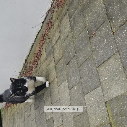 Photo 1/1 Chat trouvé Trouvé à Roncq