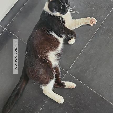 Photo 2/2 Chat trouvé Trouvé à Roncq