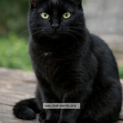 Photo 1/1 Mohcine Hadfi Chat perdu à Castelnau le lez