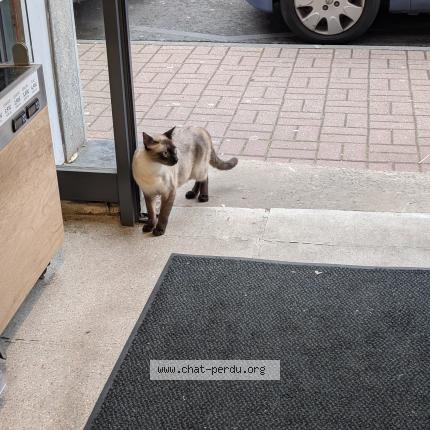 Photo 1/1 Chat trouvé Trouvé à Lille