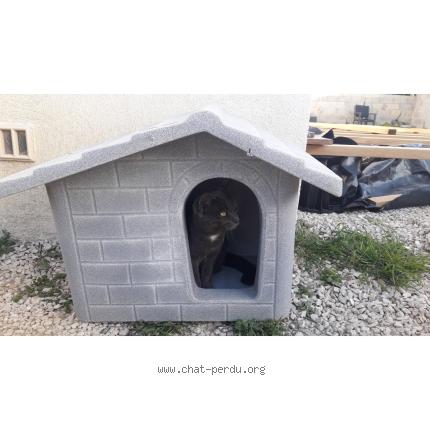 Photo 2/5 Micka Chat perdu à Biver