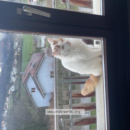 Photo 1/1 Ulysse Chat perdu à Villers le lac