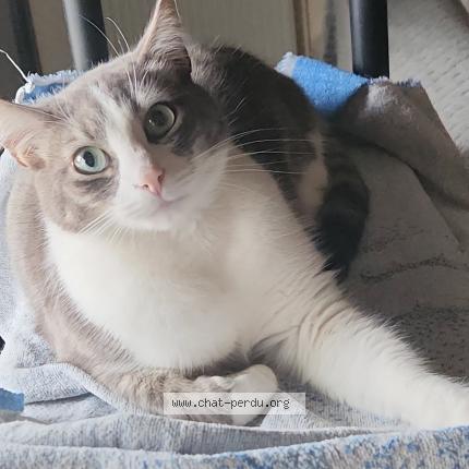 Photo 1/1 Miquella Chat perdu à Saint dizier