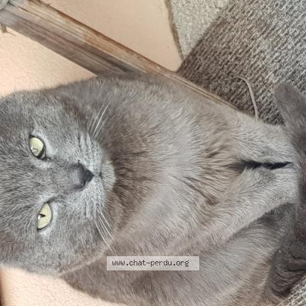 Photo 1/1 Chat trouvé Trouvé à Chambery