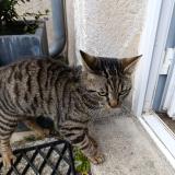 Photo de chat trouvé à Ingre