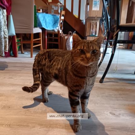 Photo 3/5 Chat trouvé Trouvé à Laroquebrou