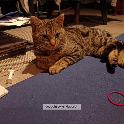 Photo 4/5 Chat trouvé Trouvé à Laroquebrou