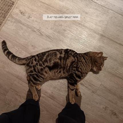 Photo 5/5 Chat trouvé Trouvé à Laroquebrou