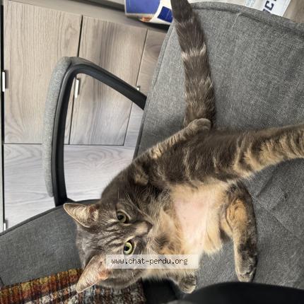 Photo 1/1 Sushi Chat perdu à Montelimar