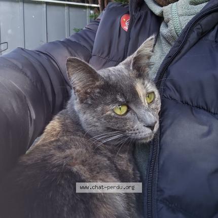 Photo 1/1 Minou Chat perdu à Montauban