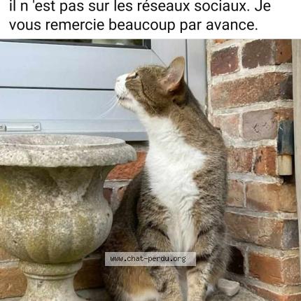 Photo 1/1 CHABO Chat perdu à Sens