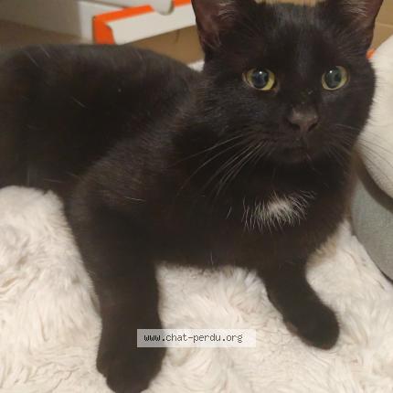 Photo 1/1 Chat trouvé Trouvé à Chaumont