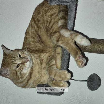 Photo 1/1 Xavier Passefort Chat perdu à Draguignan