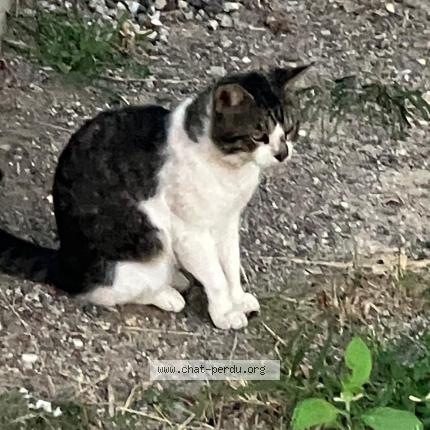 Photo 2/3 Chat trouvé Trouvé à Saint barthelemy