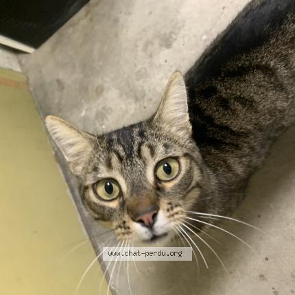 Photo 1/1 Chat trouvé Trouvé à Caloire
