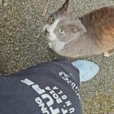 Photo de chat trouvé à Lomme