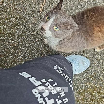 Photo 1/1 Chat trouvé Trouvé à Lomme