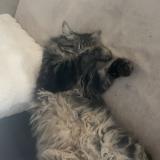 Photo de chat perdu à Thezan Les Beziers