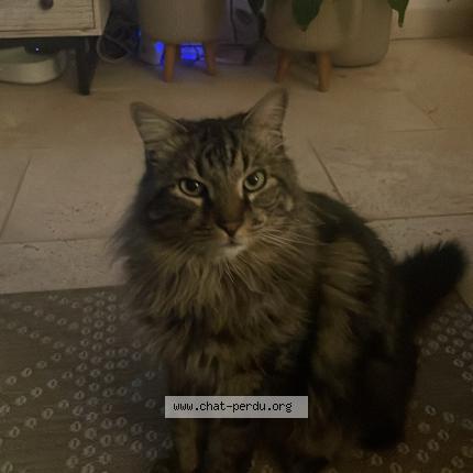 Photo 1/1 Chat retrouvé Perdu à Thezan les beziers