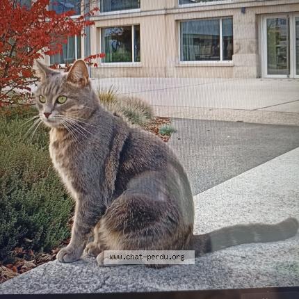 Photo 1/1 Indie Chat perdu à Reims