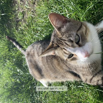 Photo 1/1 Loulou Chat perdu à Carcans plage
