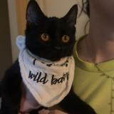 Photo de chat perdu à Vesoul