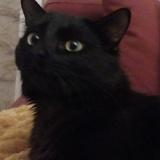 Photo de chat perdu à Saintes