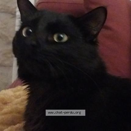 Photo 1/1 Horus Chat perdu à Saintes