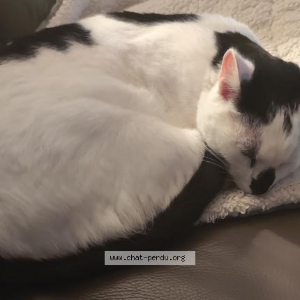 Photo 1/1 Uno Chat perdu à Quincay