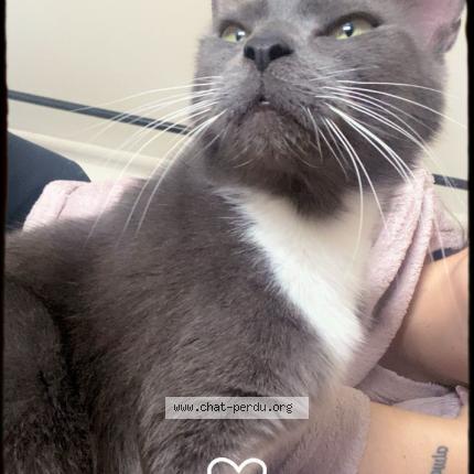 Photo 1/1 Clochette Chat perdu à Angres