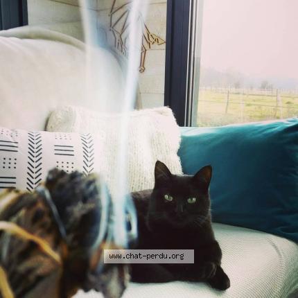 Photo 1/1 Grillon Chat perdu à Saint etienne de chomeil