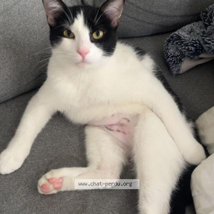 Photo 1/1 Pippin Chat perdu à Carrieres sur seine