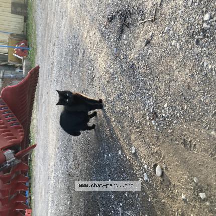 Photo 1/1 Chat trouvé Trouvé à Noville